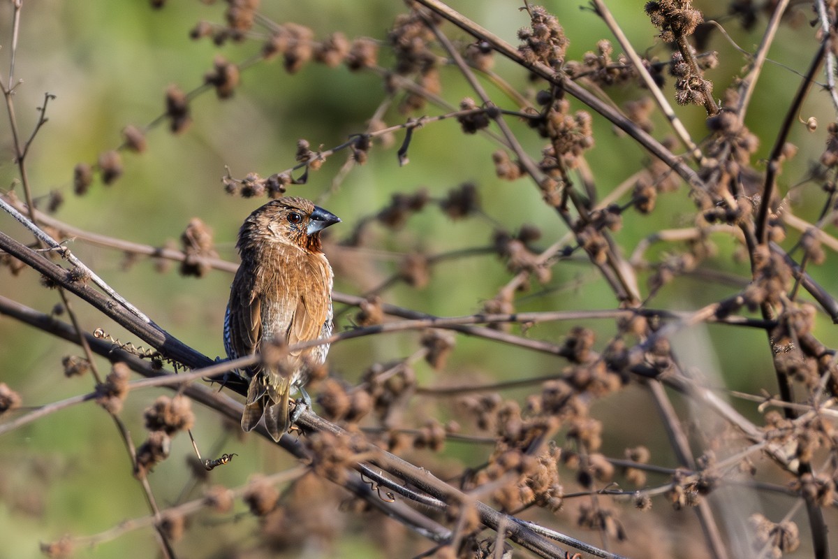 panenka muškátová - ML644787434