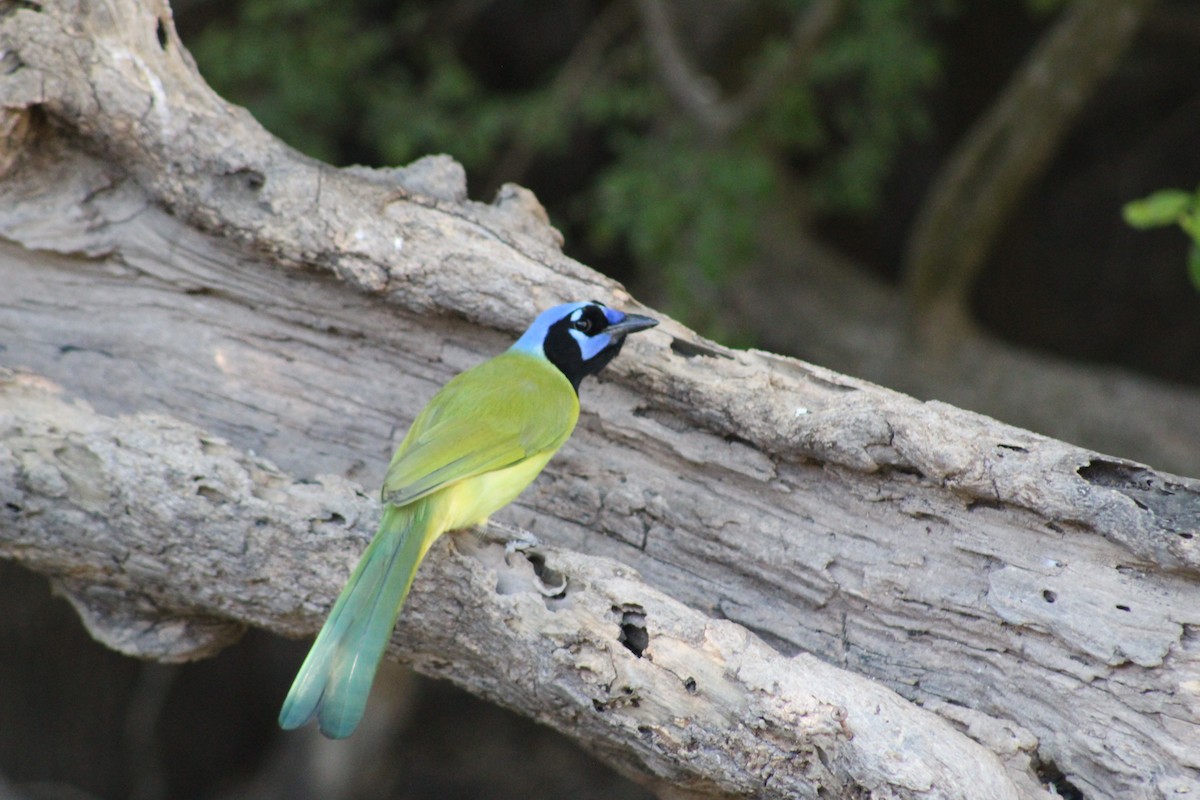 Geai vert - ML644787438