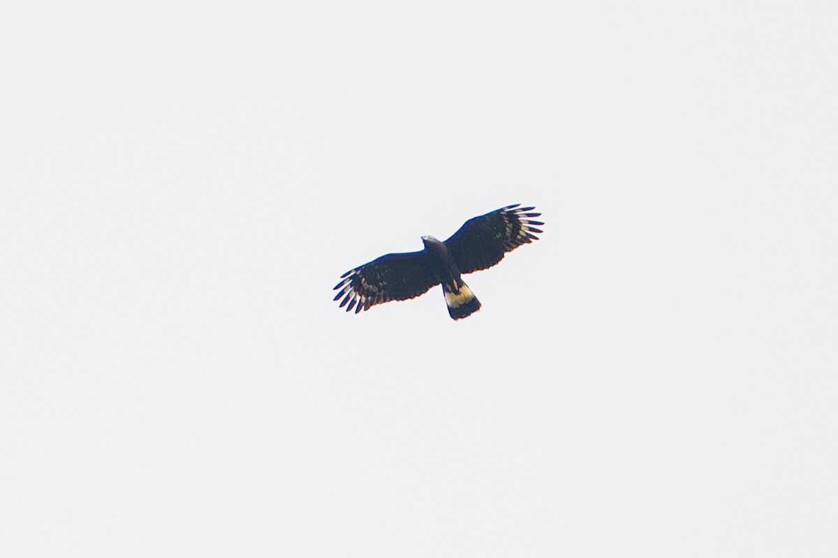 Hook-billed Kite - ML644787439