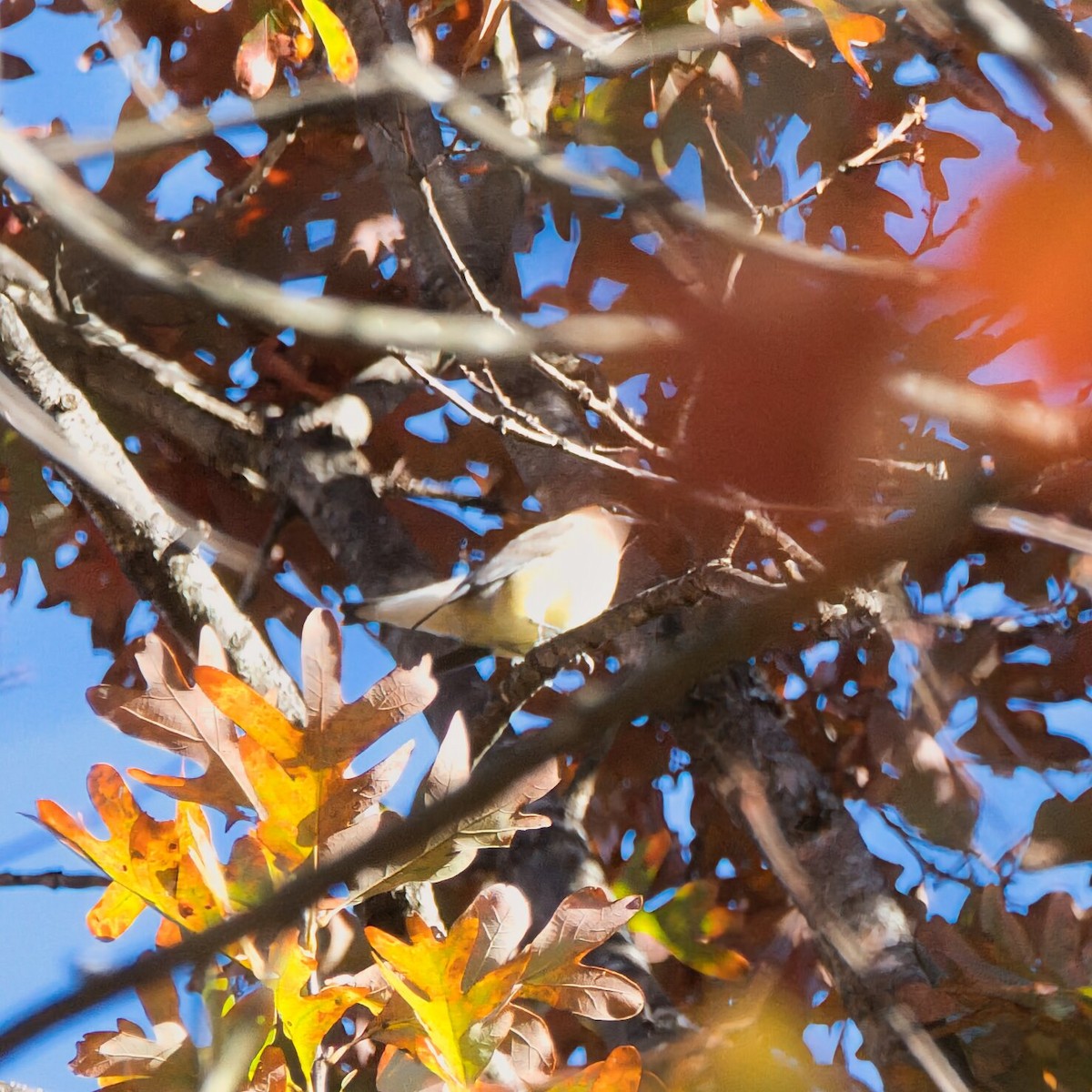 Cedar Waxwing - ML644787451