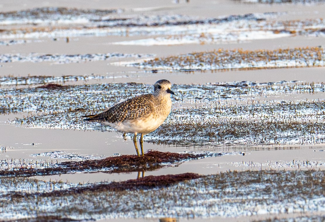 Black-bellied Plover - ML644787452