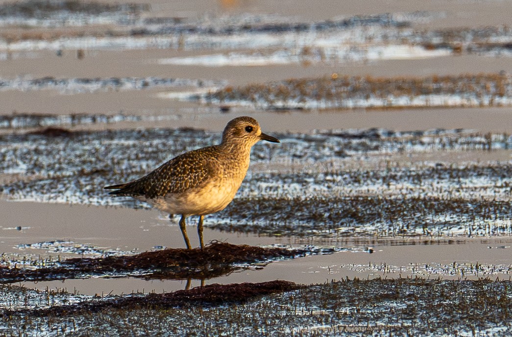 Black-bellied Plover - ML644787453