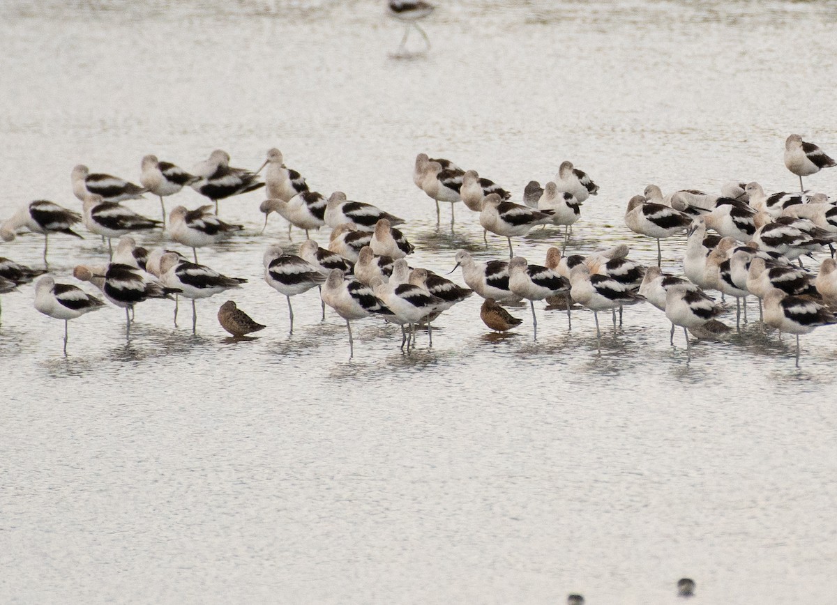 Хараалжин цууцил - ML644787454