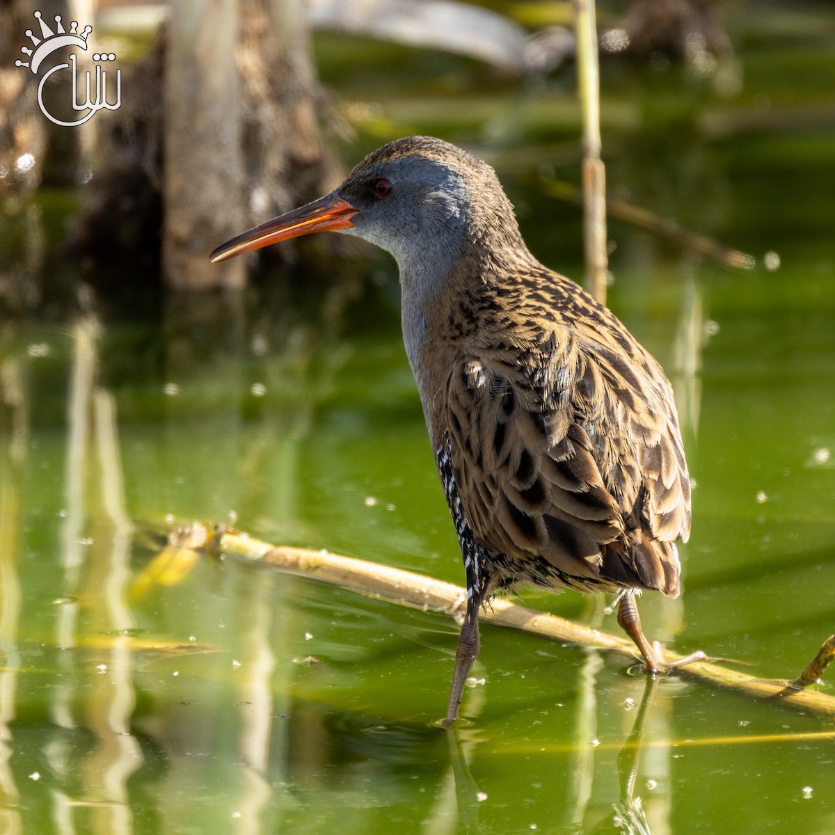 Porciglione - ML644787455