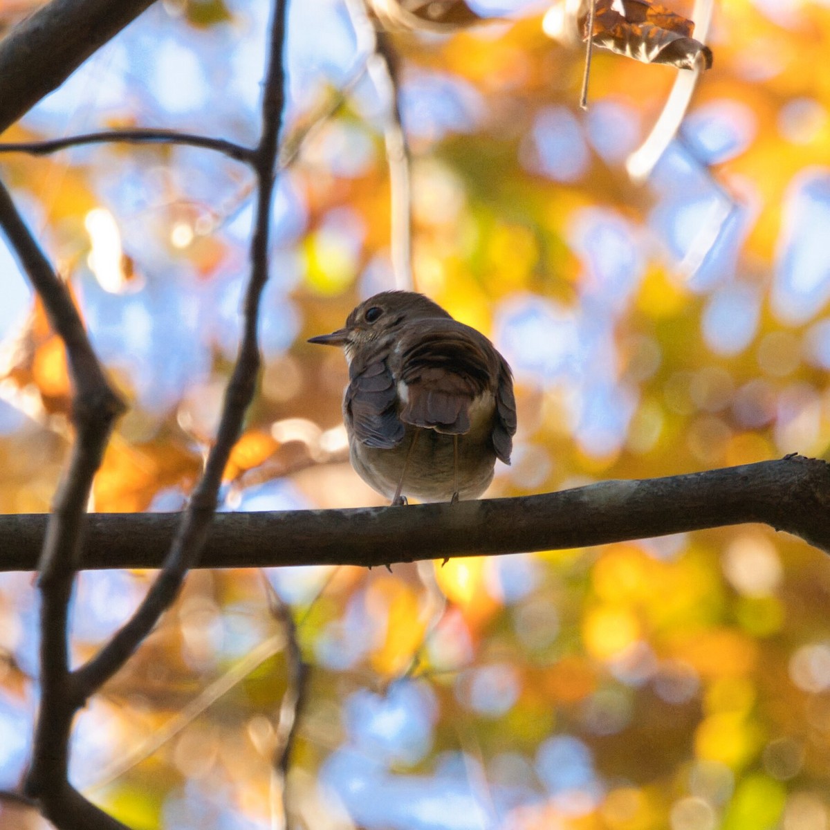 Hermit Thrush - ML644787456