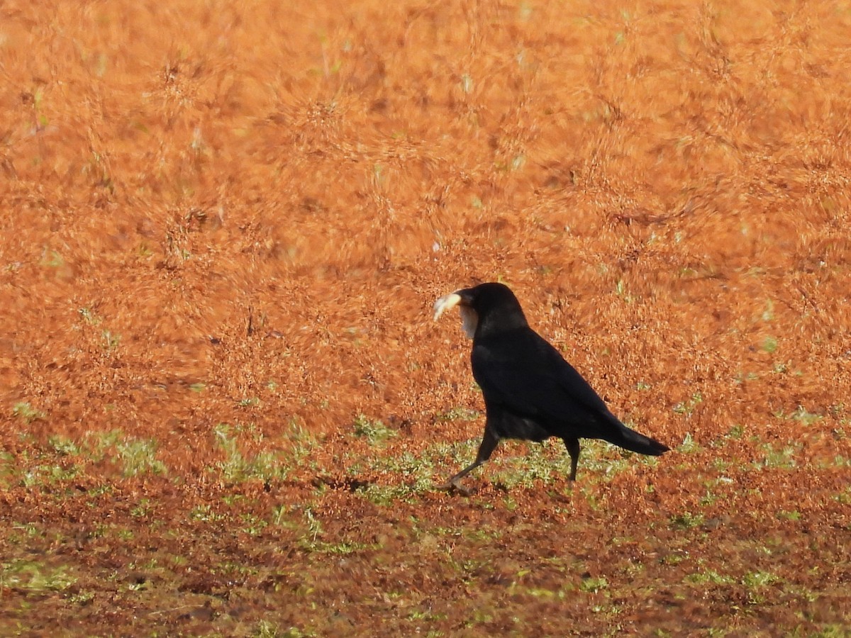 American Crow - ML644787458