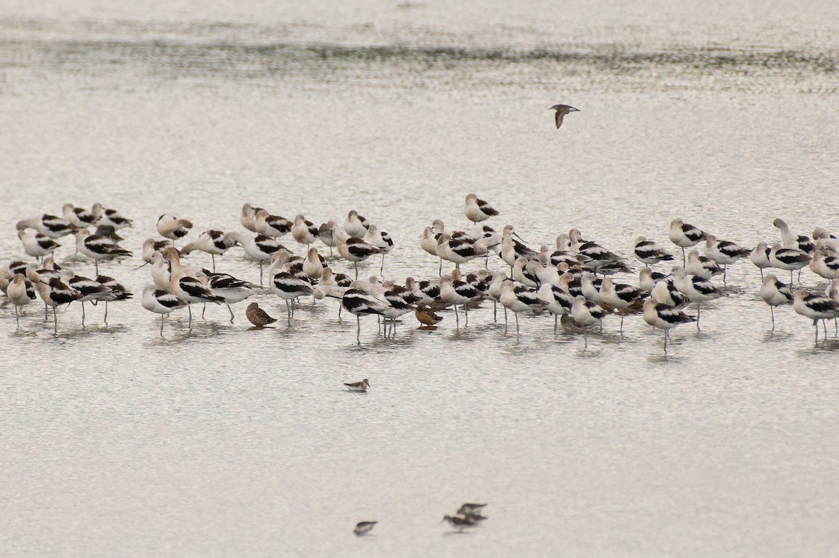 Limnodromo pettorossiccio - ML644787459