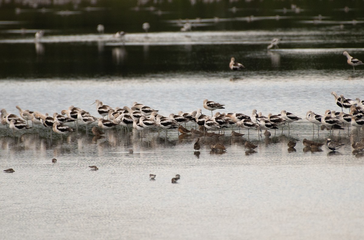 Limnodromo pettorossiccio - ML644787460