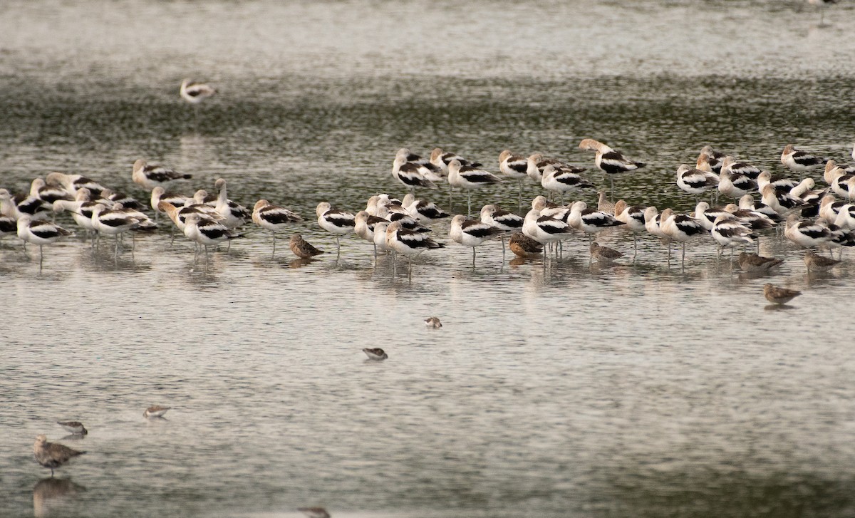 Limnodromo pettorossiccio - ML644787461