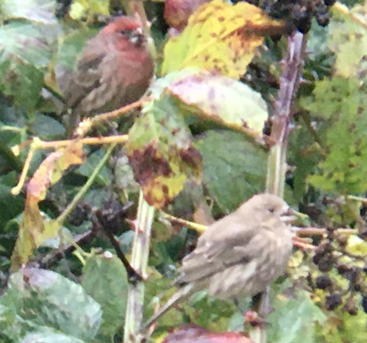 House Finch - ML644787462
