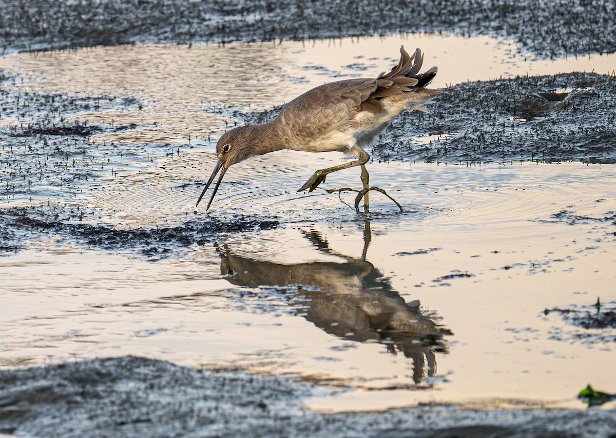 Piro piro semipalmato - ML644787470