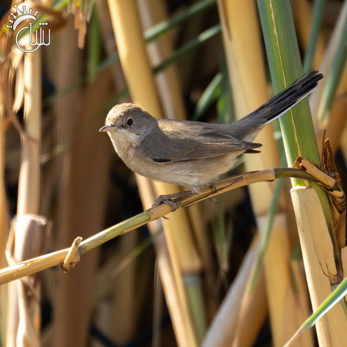 Occhiocotto di Ménétries - ML644787471