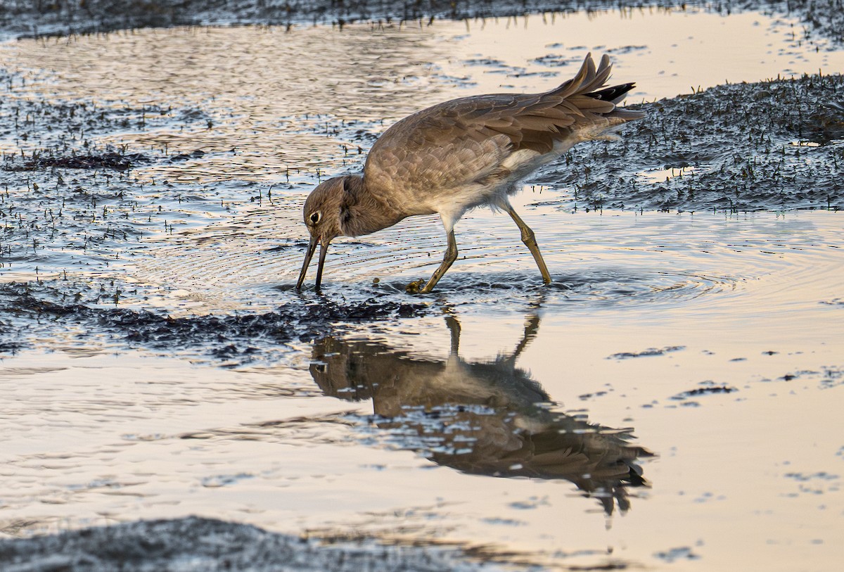 Piro piro semipalmato - ML644787473