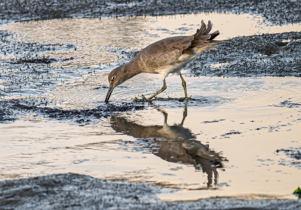 Piro piro semipalmato - ML644787474