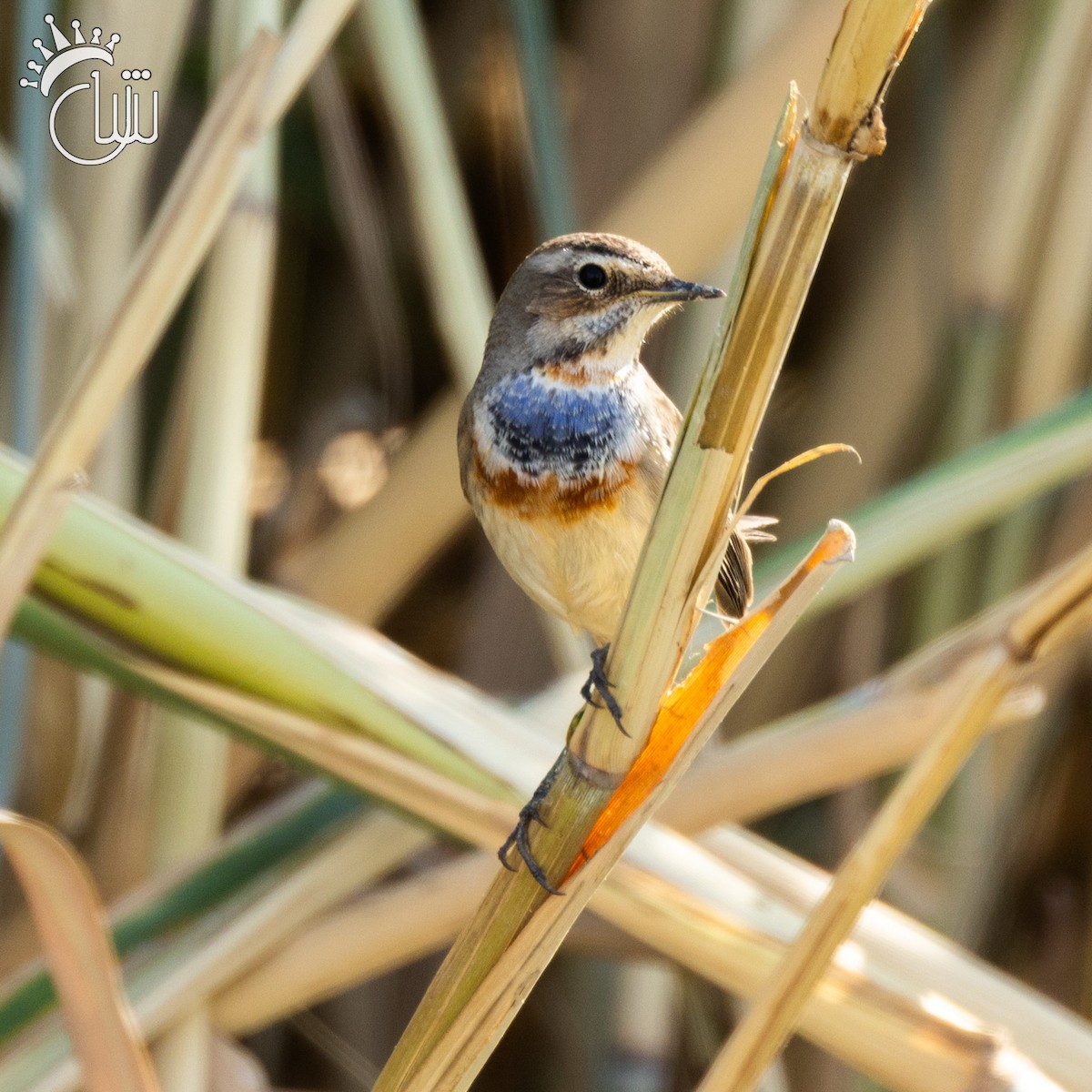 Pettazzurro (cyanecula/namnetum) - ML644787475