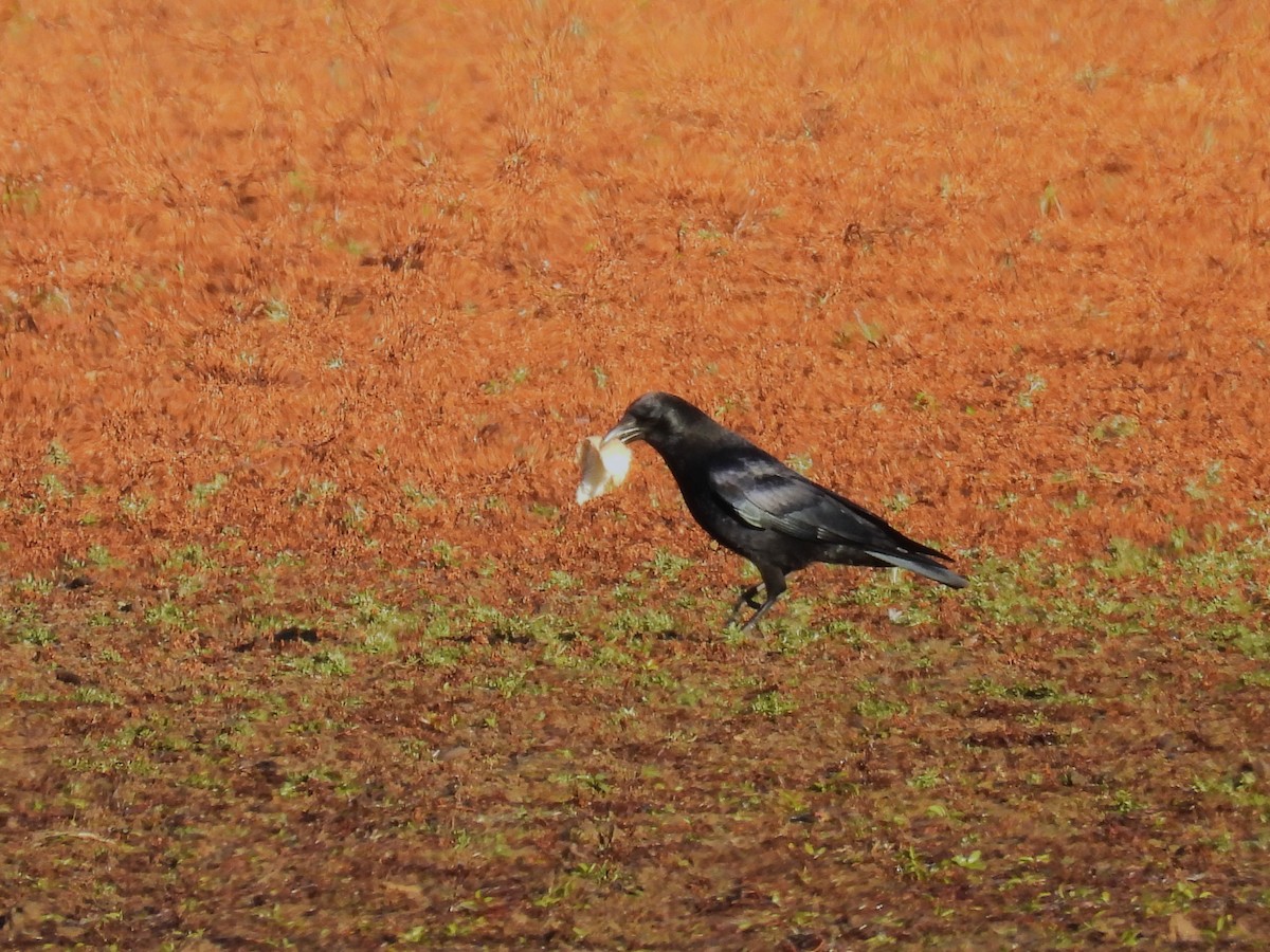 American Crow - ML644787476