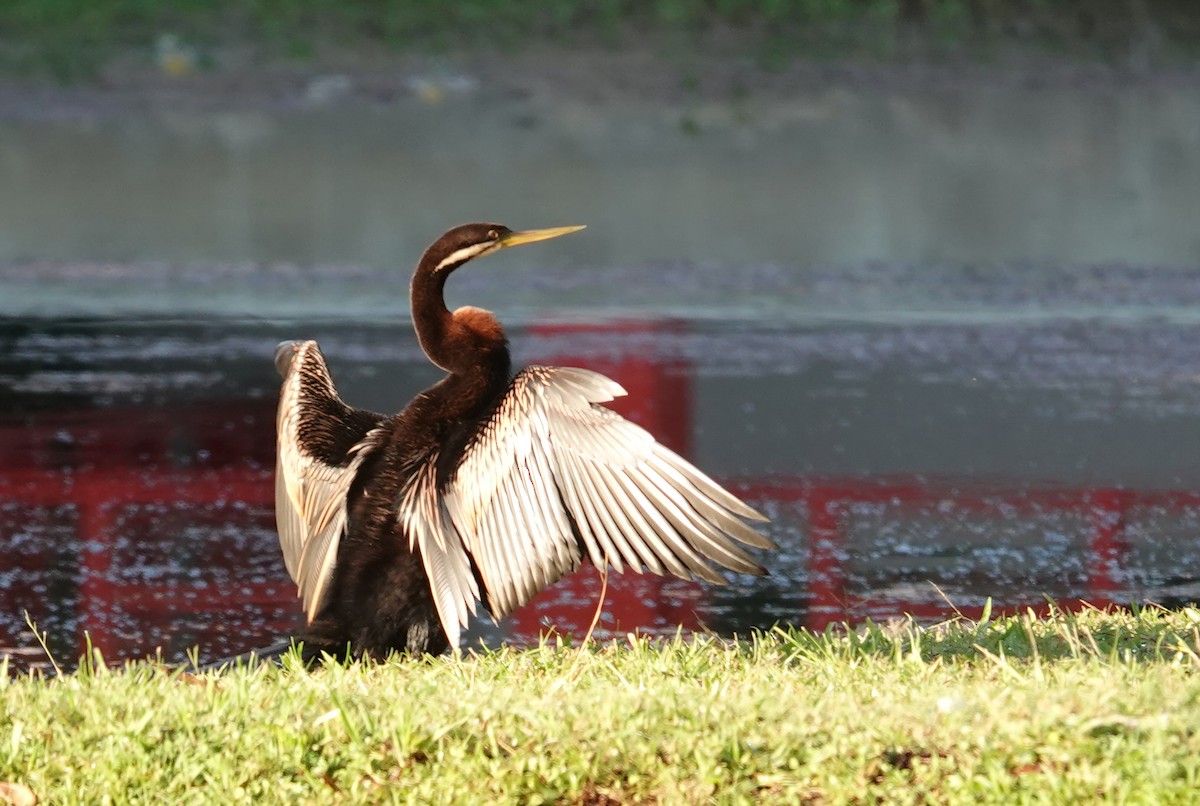 Australasian Darter - ML644787477