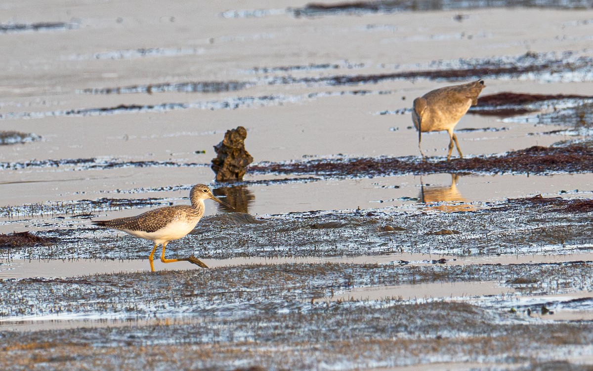 Greater Yellowlegs - ML644787478