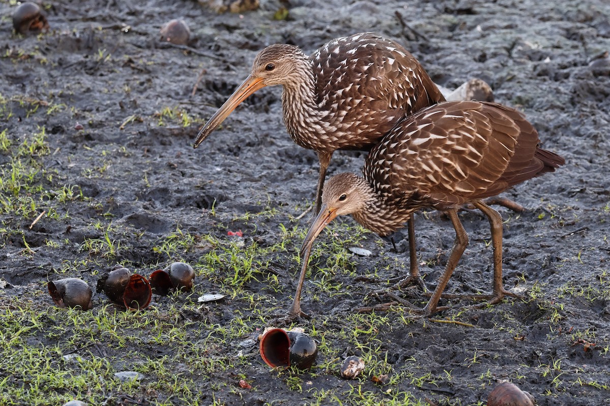 Limpkin - ML644787479