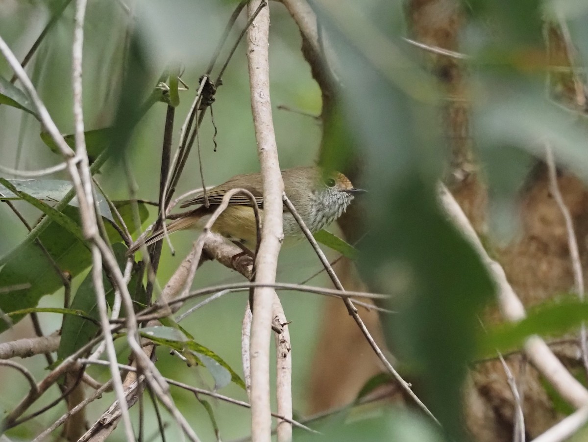 Brown Thornbill - ML644787480
