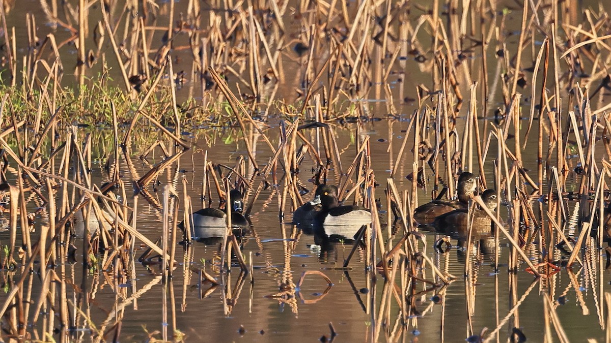 Moretta dal collare - ML644787485