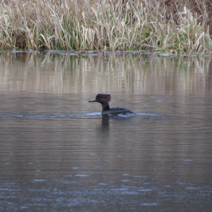 Smergo dal cappuccio - ML644787486