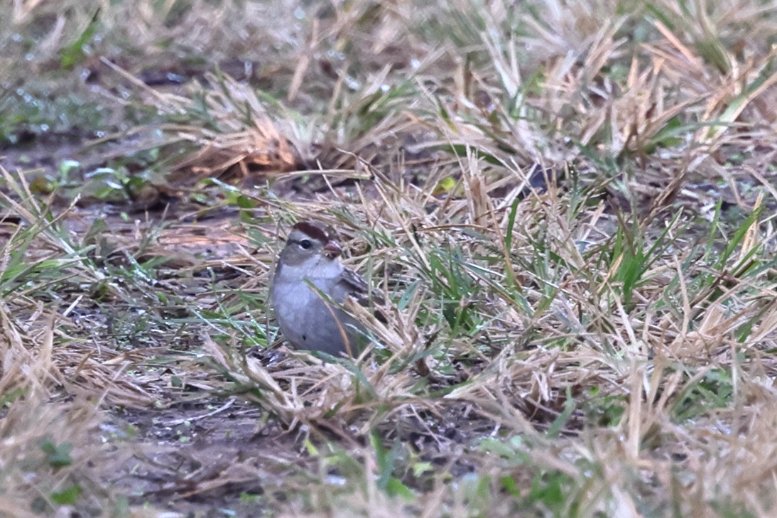 White-crowned Sparrow - ML644787489