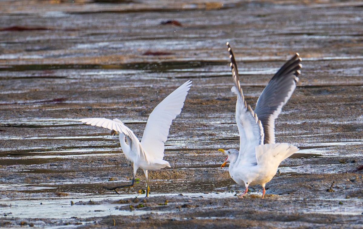 Western Gull - ML644787491