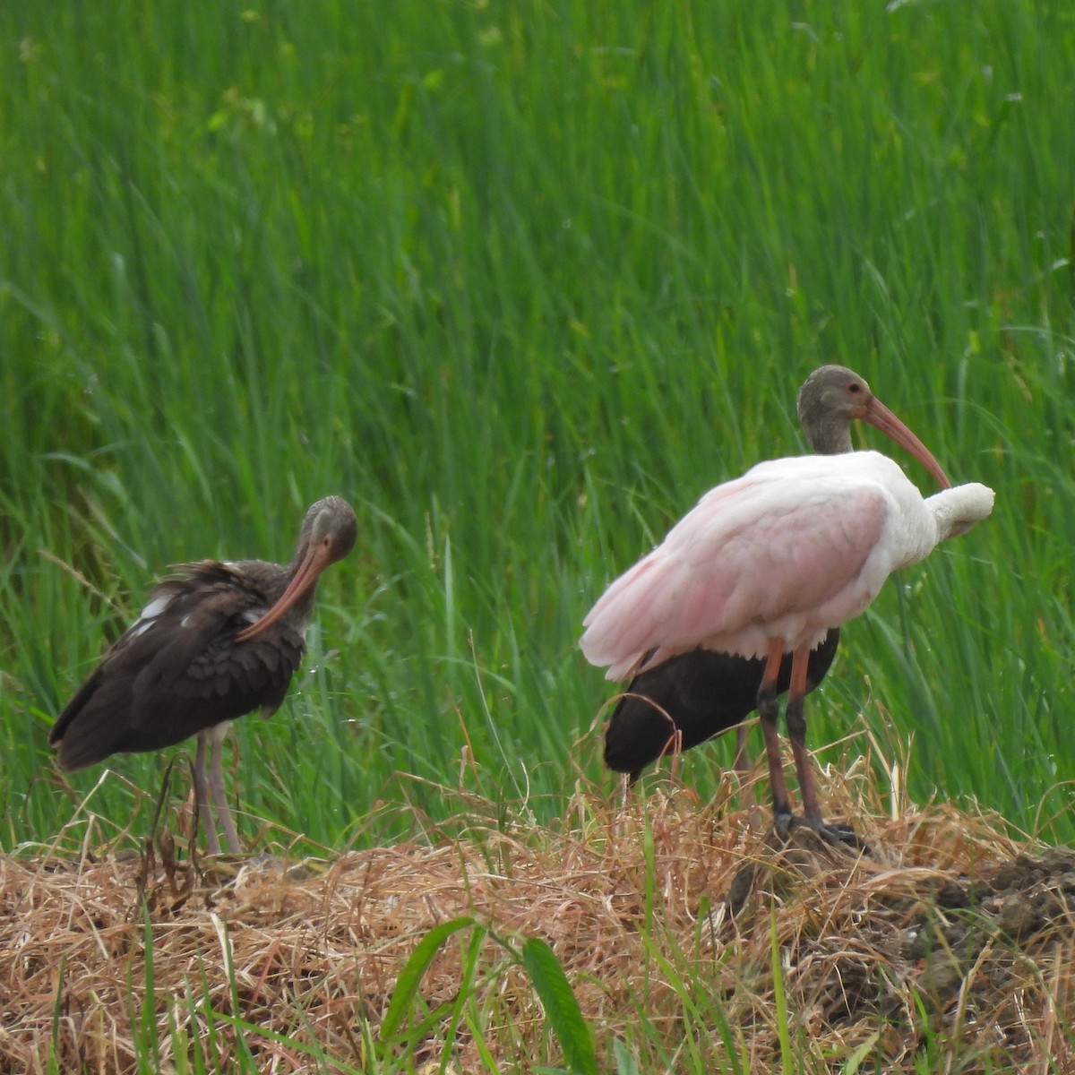 White Ibis - ML644787498