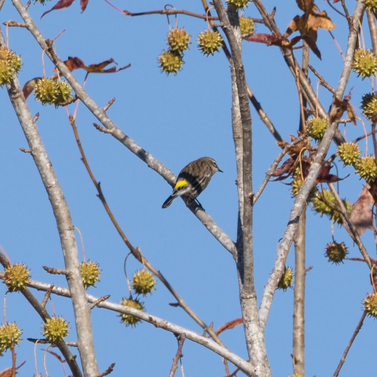 Yellow-rumped Warbler - ML644787502