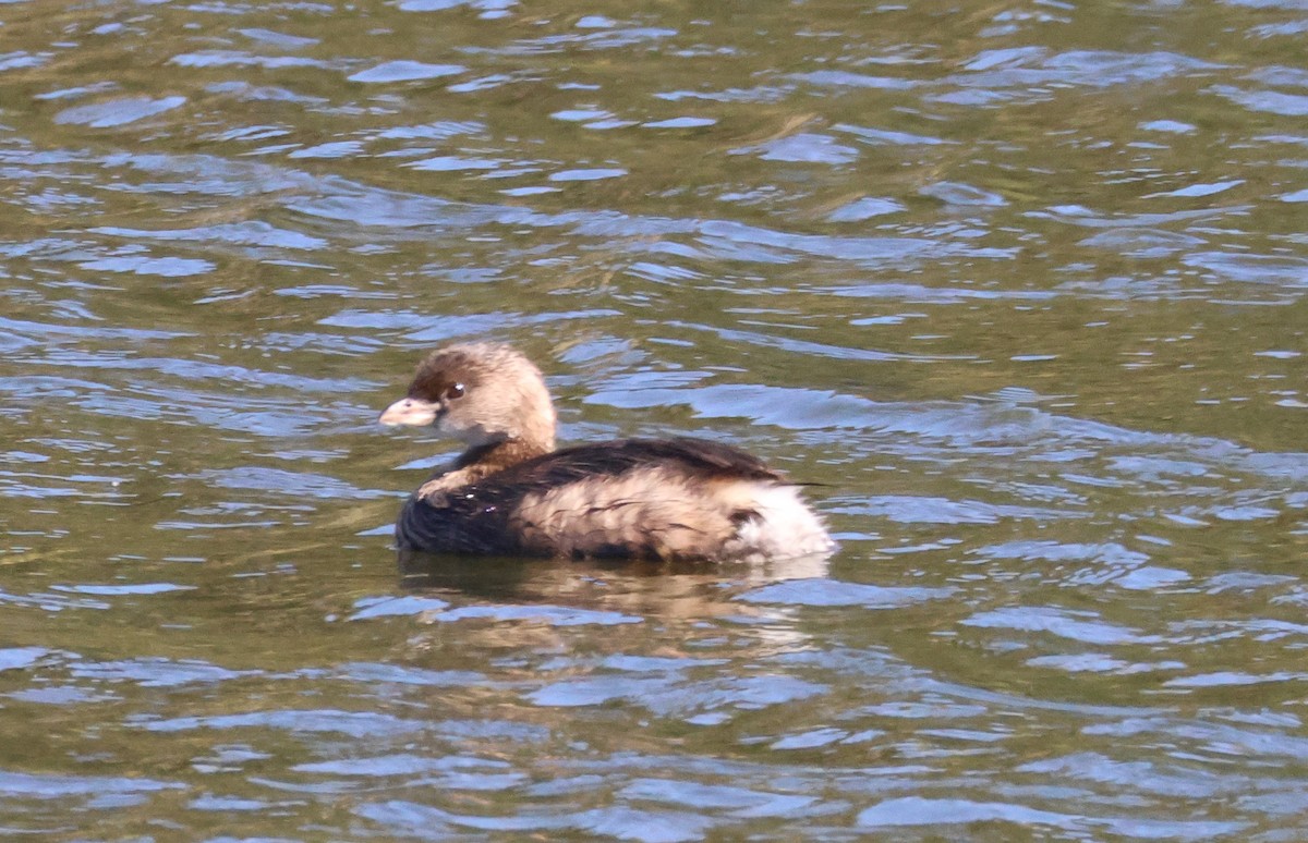 Pied-billed Grebe - ML644787503