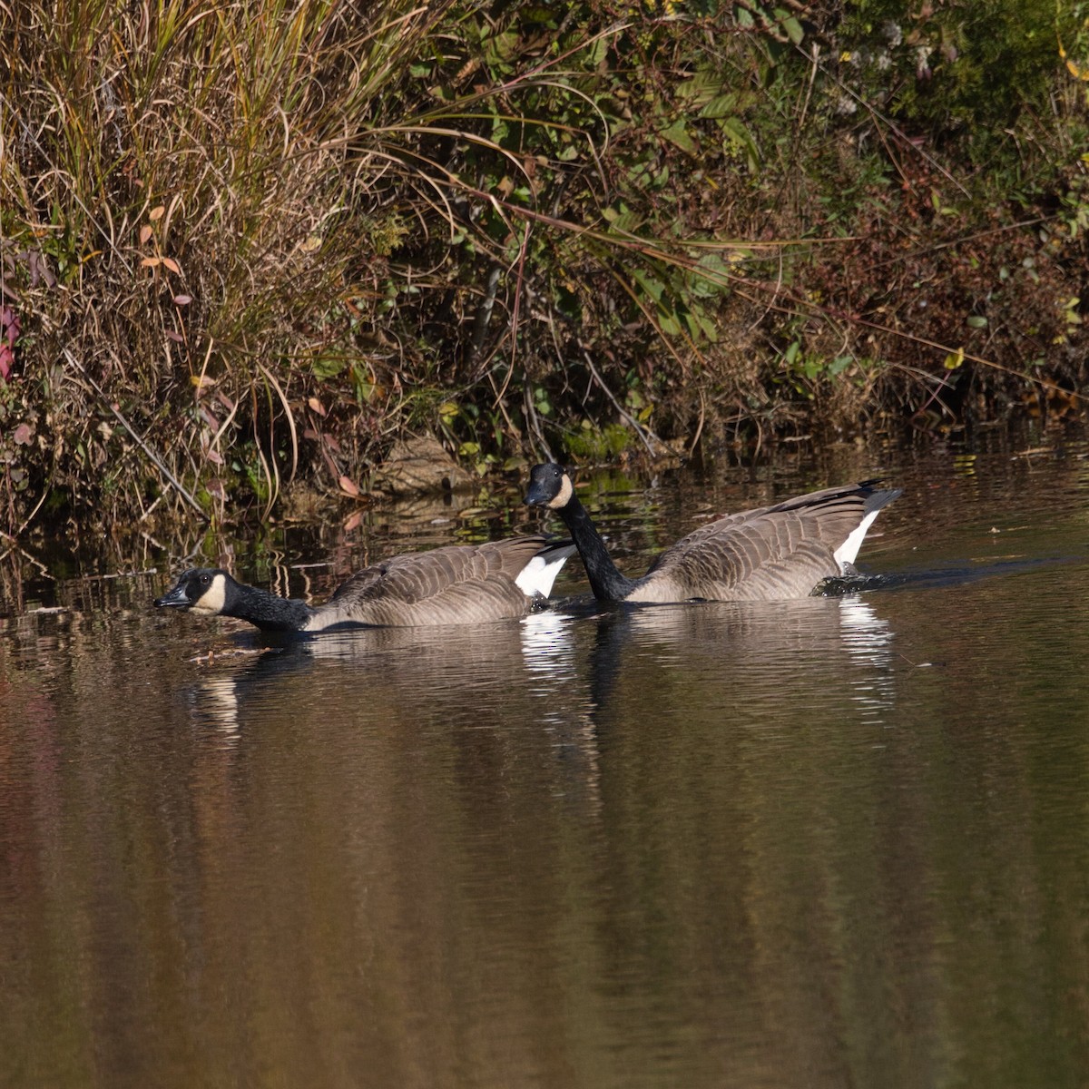Canada Goose - ML644787506