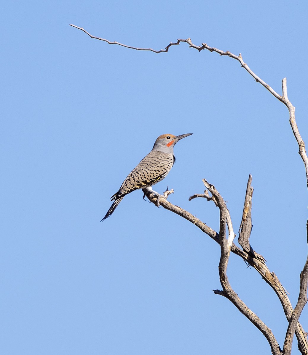 saguarospett - ML644787507