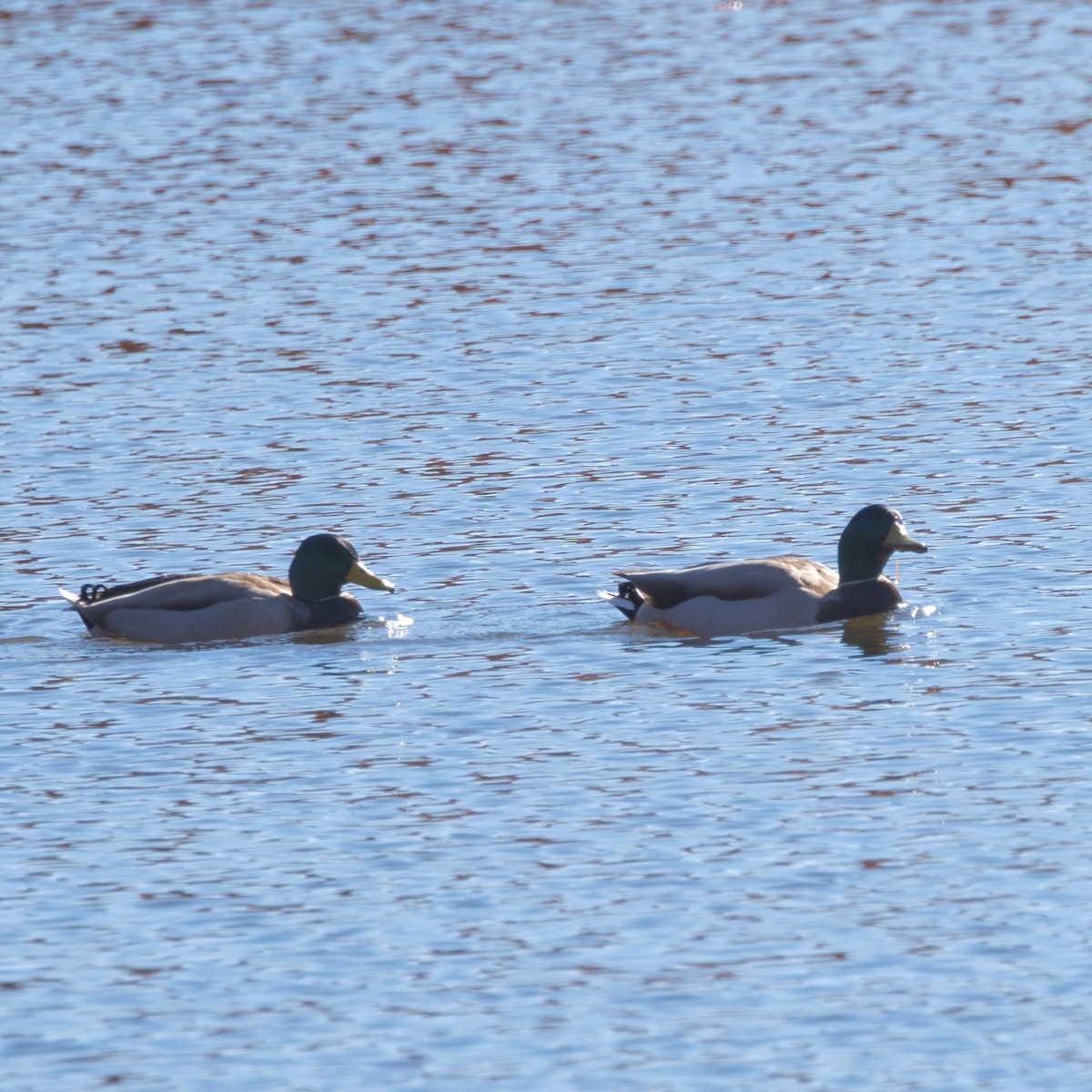 綠頭鴨 - ML644787513