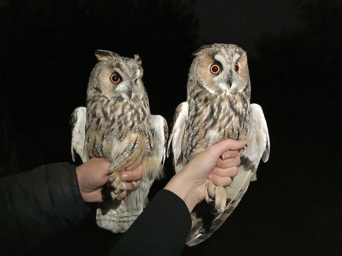 hornugle - ML644787515