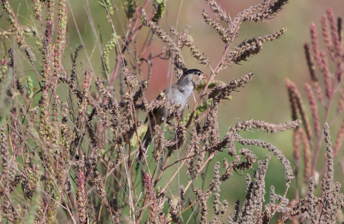 White-crowned Sparrow - ML644787522