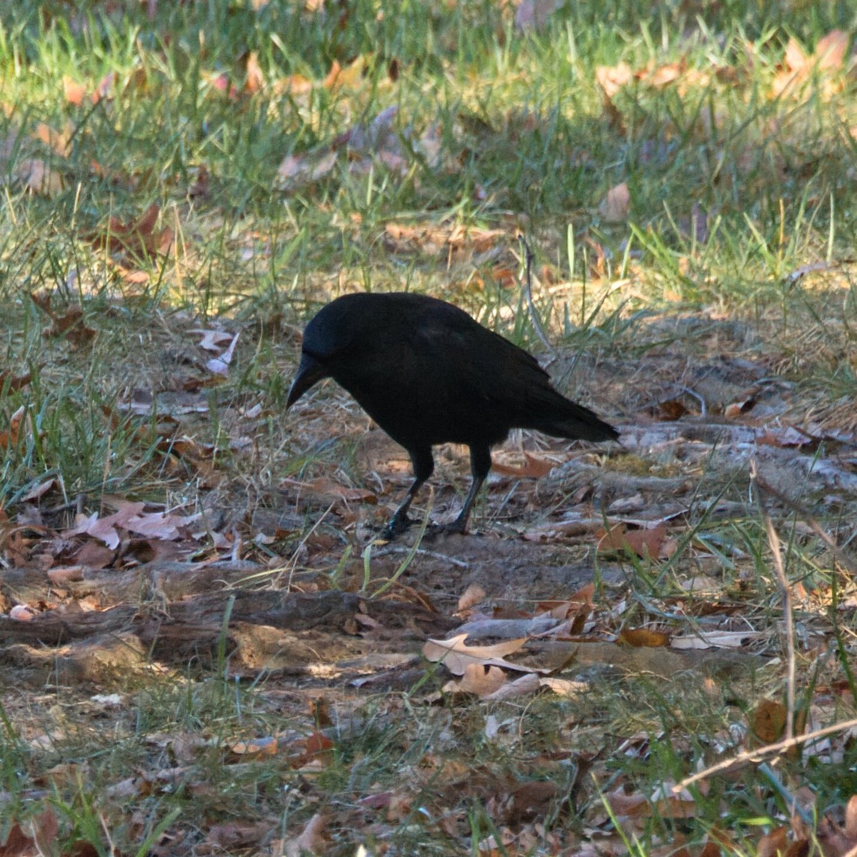 American Crow - ML644787523