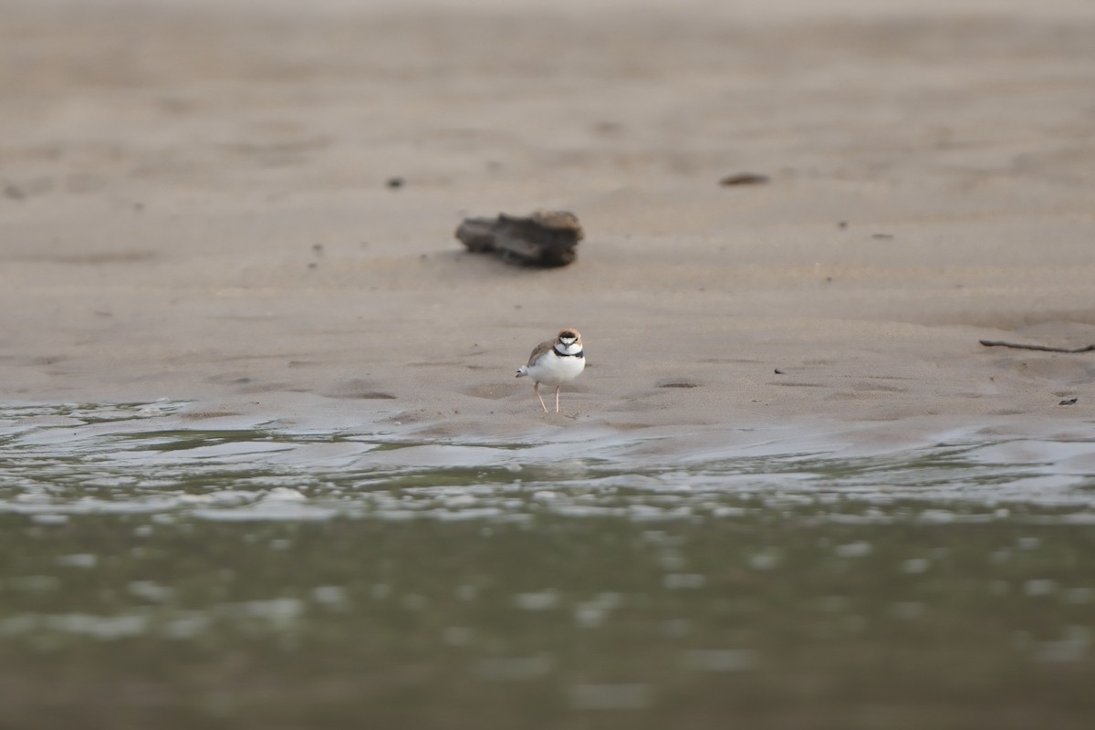 Collared Plover - ML644787539