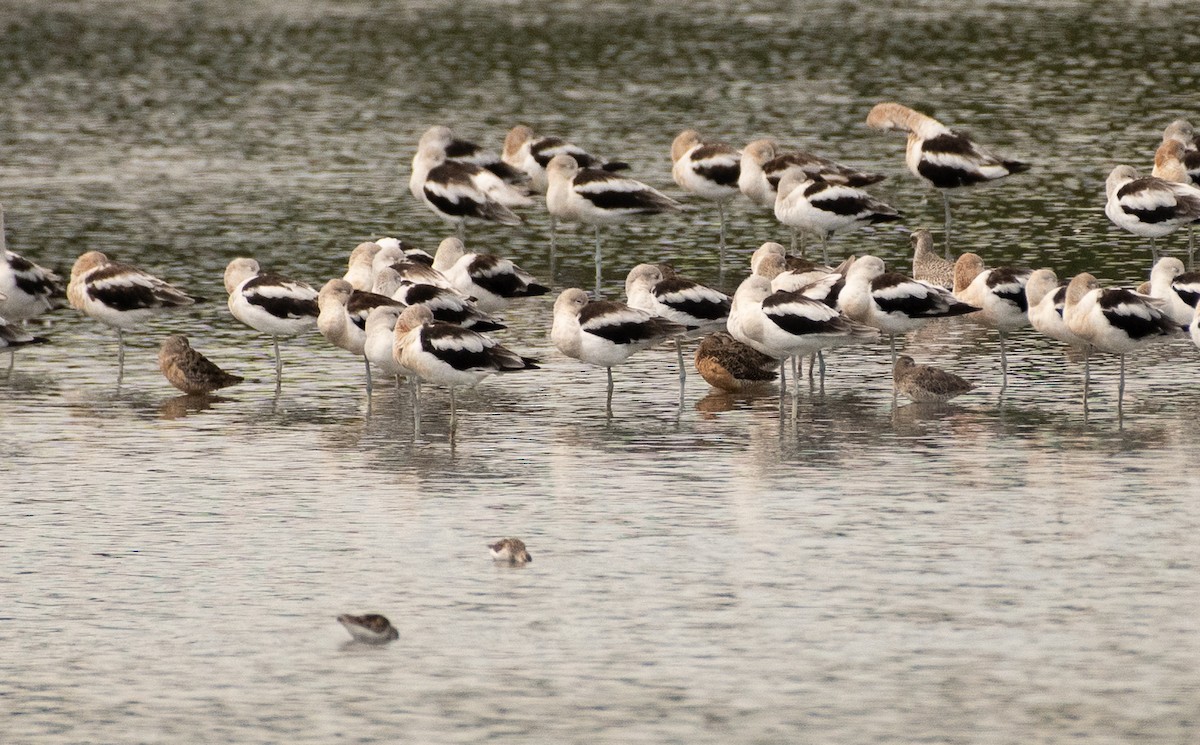 Хараалжин цууцил - ML644787546