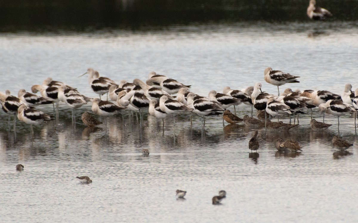 Хараалжин цууцил - ML644787547