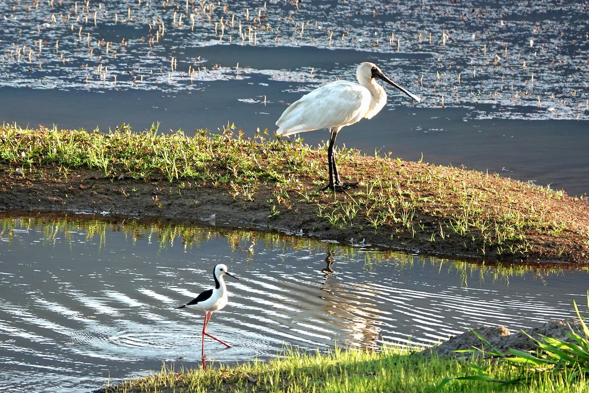 Royal Spoonbill - ML644787548