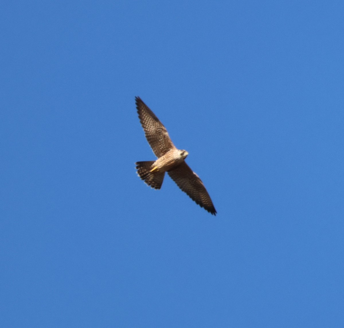 sokol stěhovavý - ML644787562