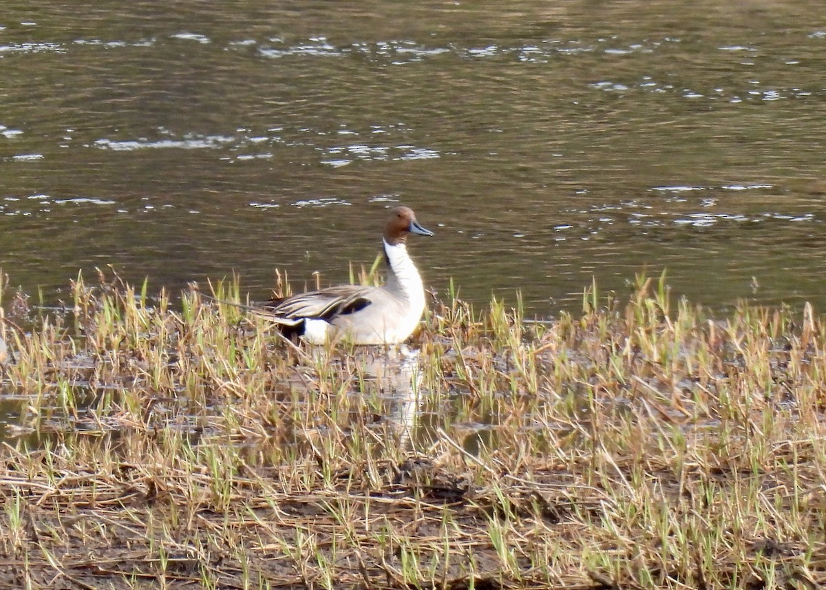 オナガガモ - ML644787565