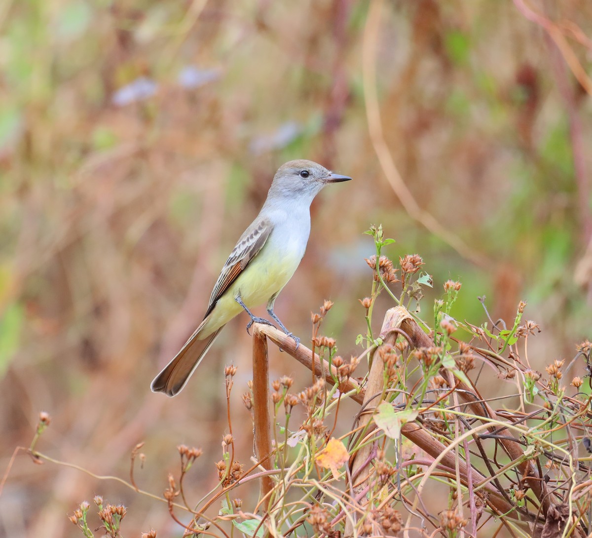Ash-throated Flycatcher - ML644787577