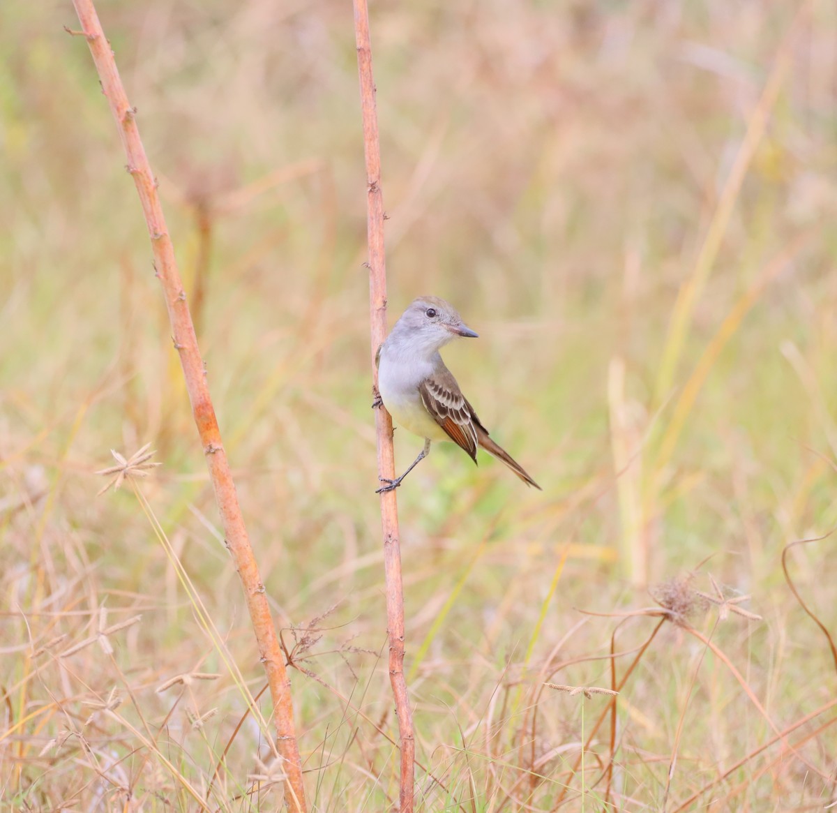 Ash-throated Flycatcher - ML644787578