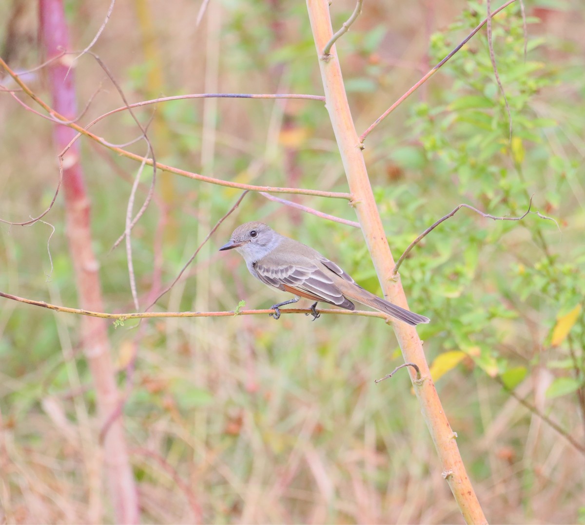 Ash-throated Flycatcher - ML644787579