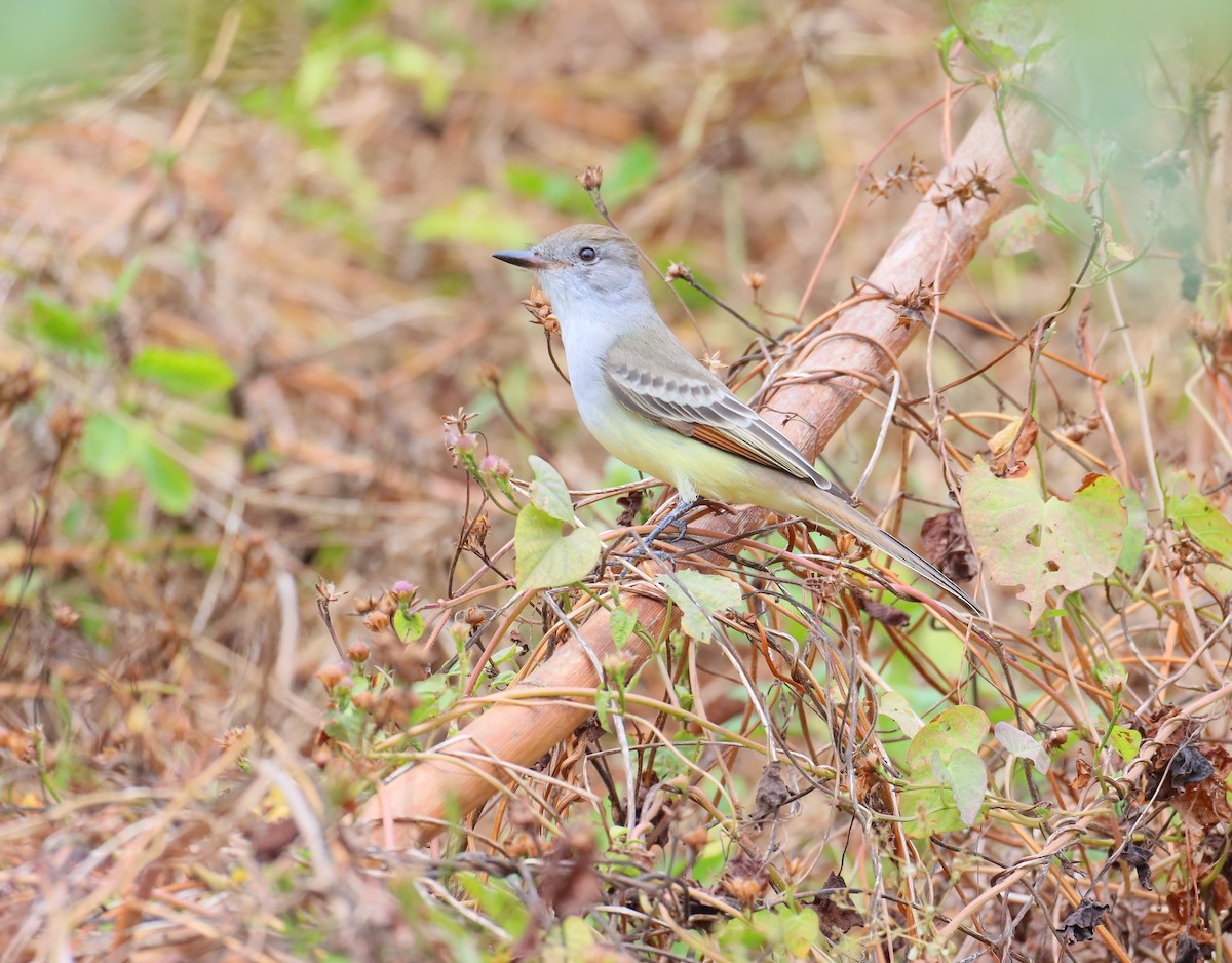 Ash-throated Flycatcher - ML644787580