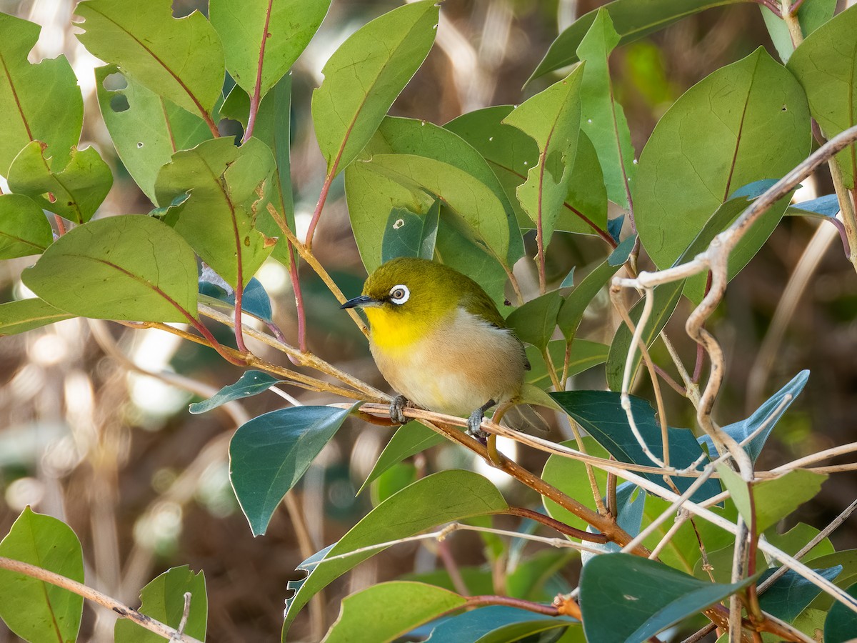 Warbling White-eye - ML644787583