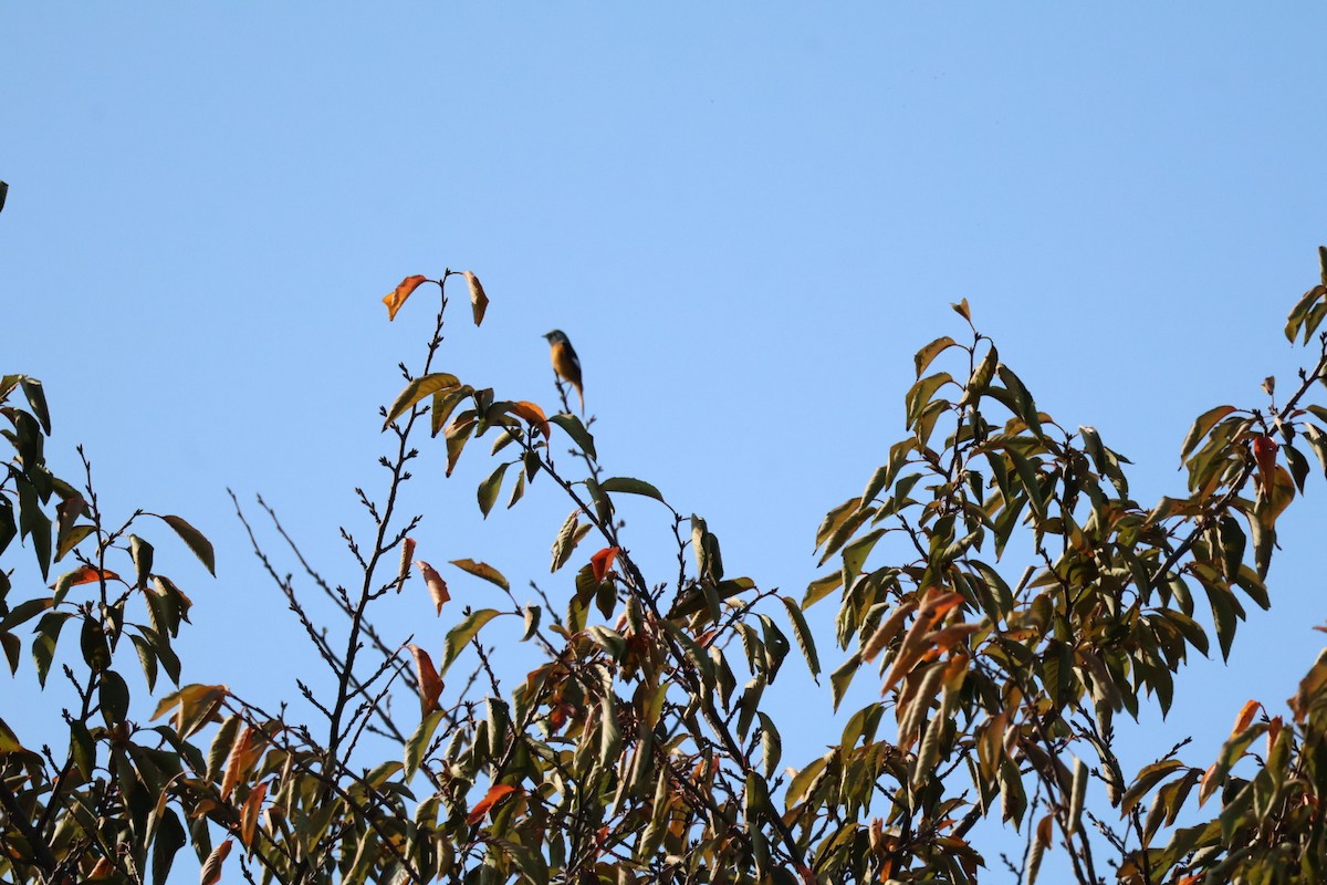 Daurian Redstart - ML644787585