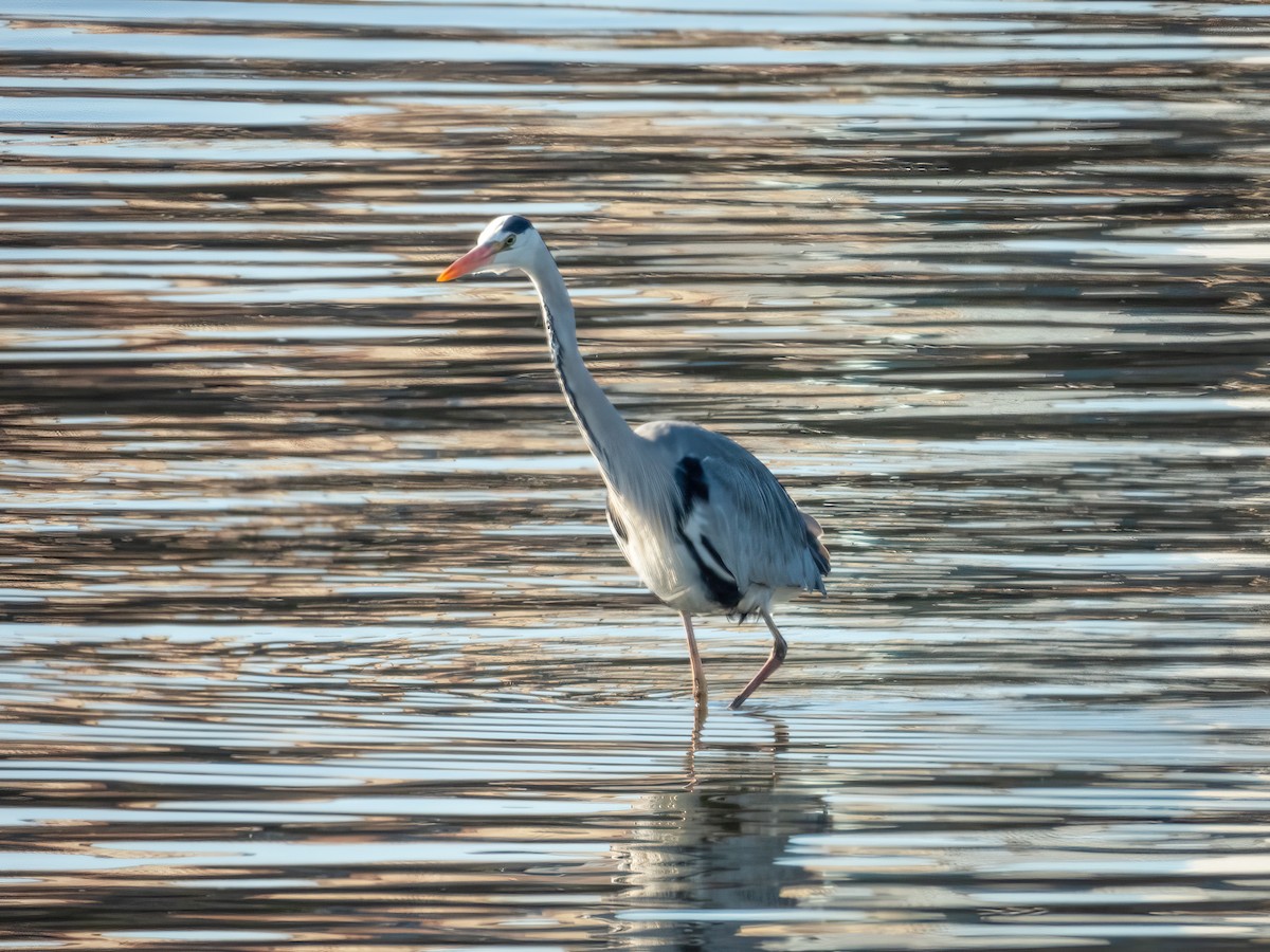 Gray Heron (Gray) - ML644787588